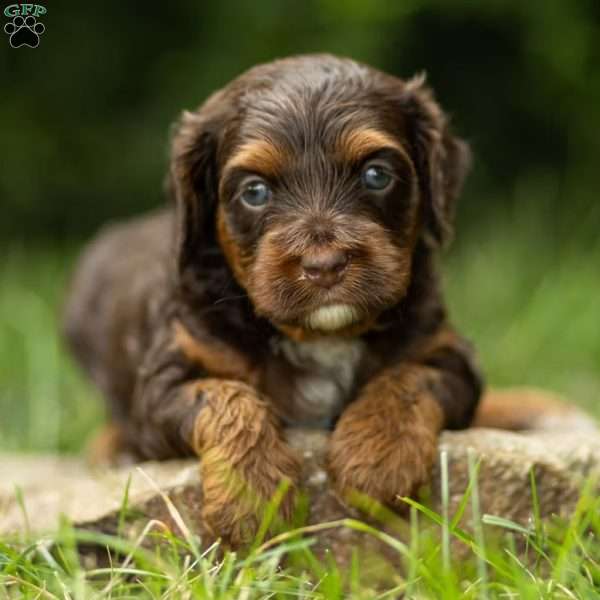 Dove, Cavapoo Puppy